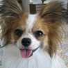Hongcho