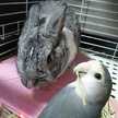 みんすけ親分
