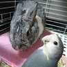 みんすけ親分