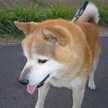 d@hirozo15