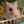 shino_rin
