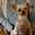 alice0423