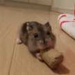 ベルリーナー