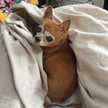 かおりんこたりん
