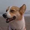 ヨンタロー