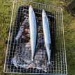 sanma⁂