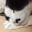 ねこわた7