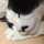 ねこわた7 ねこわた7