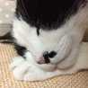 ねこわた7