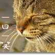 薬膳師ゆりぽむ