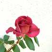 ☆tearose☆