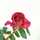 ☆tearose☆ ☆tearose☆