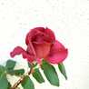 ☆tearose☆