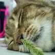 cat_ykn