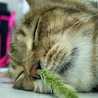 cat_ykn