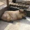 ☆capybara☆
