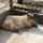 ☆capybara☆