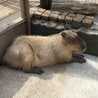 ☆capybara☆ ☆capybara☆