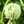 EMIラク