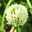 EMIラク