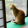 どすこい喫茶☆