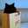 くろねこやま０２