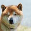 norifuji