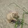 ふなこ55