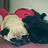 pipugs pipugs