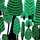 lily_0025