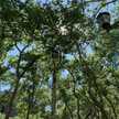 ForestNY