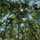 ForestNY ForestNY