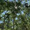 ForestNY