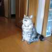 トラチャン
