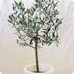 olive_green