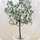 olive_green olive_green