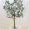 olive_green