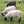 spitze