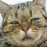 猫おろし