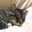 ねこむすめ★