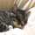 ねこむすめ★
