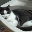猫ひげ