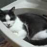 猫ひげ