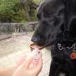 BLACKLAB