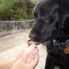 BLACKLAB