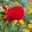capeseed