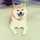 柴犬ころ