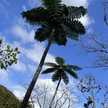 momoron
