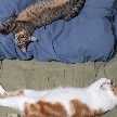 クックNF21SS☆