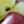 venus_taste